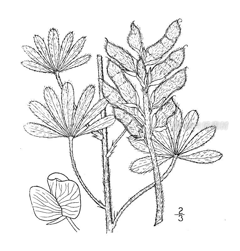 古植物学植物插图:Lupinus Plattensis，内布拉斯加州